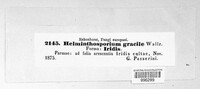 Cladosporium iridis image